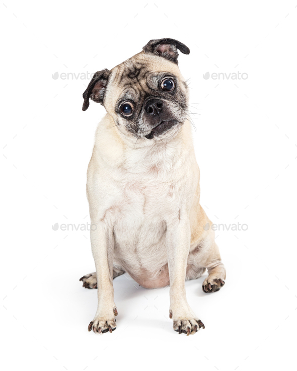 Purebred pug sales